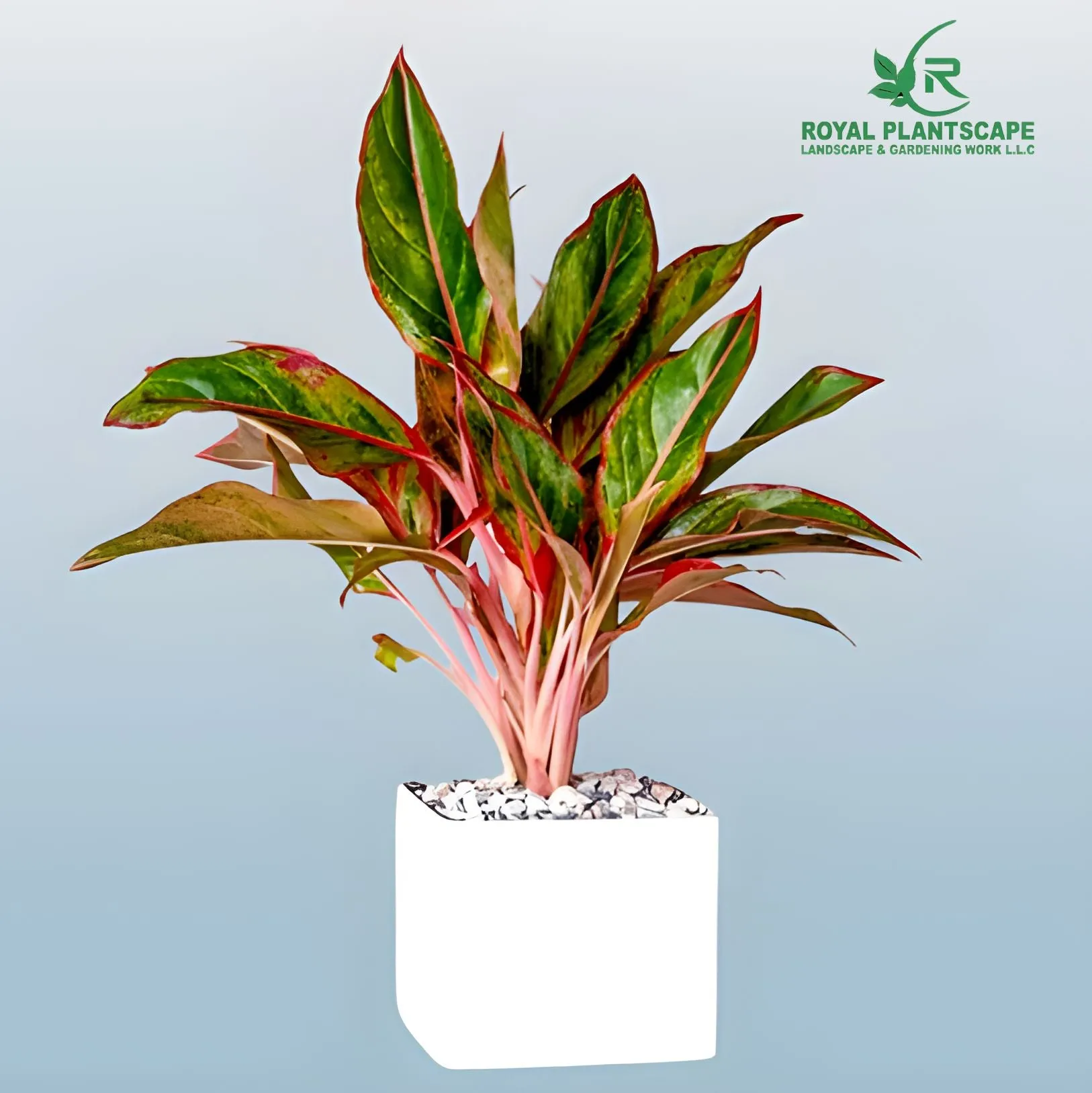 Aglaonema Red Plant | Buy Red Aglaonema Plant