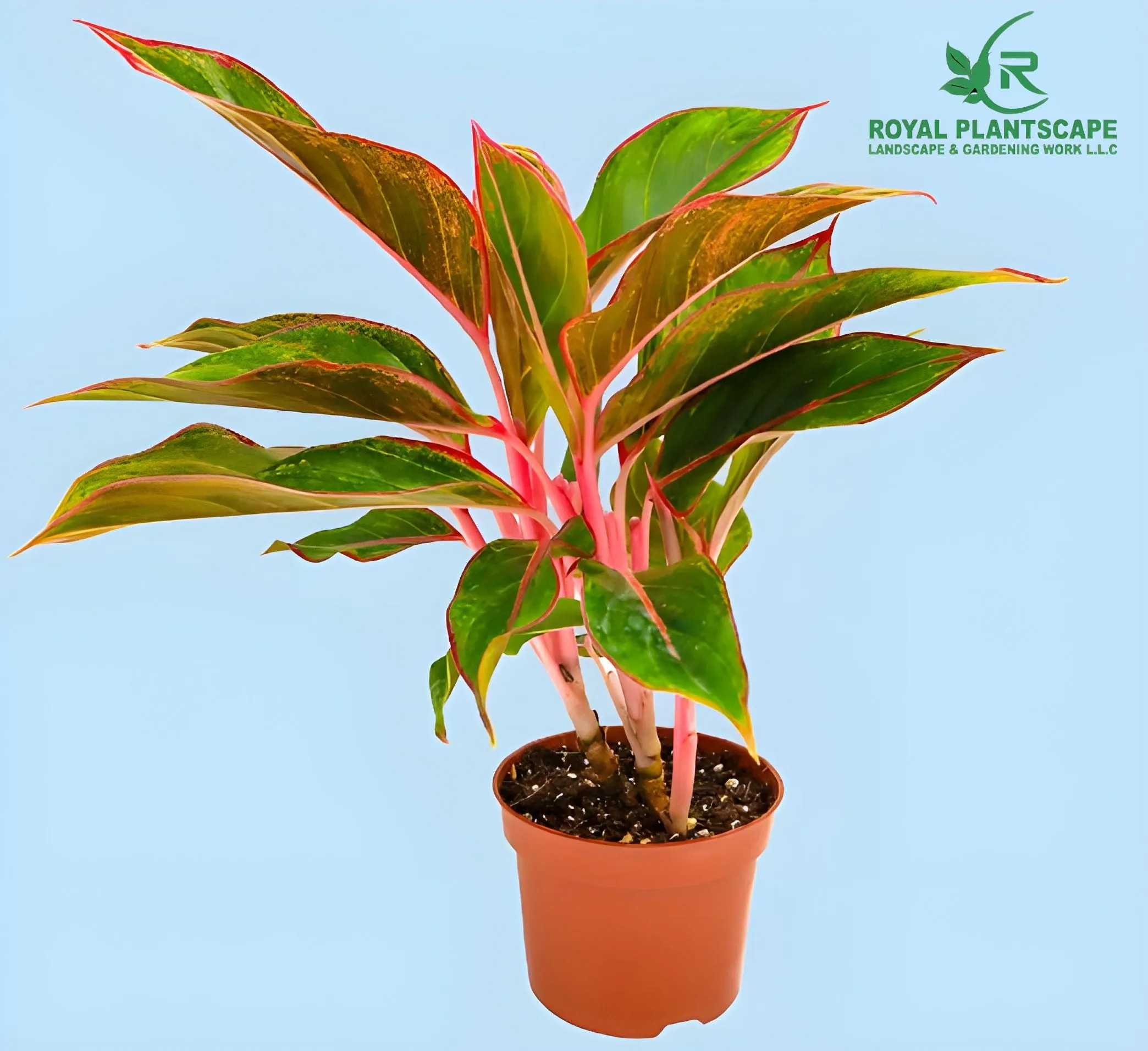 Aglaonema Red Plant | Buy Red Aglaonema Plant