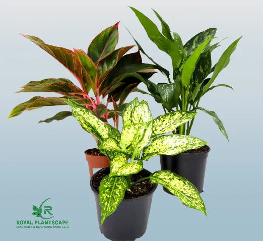 Aglaonema Red Plant | Buy Red Aglaonema Plant