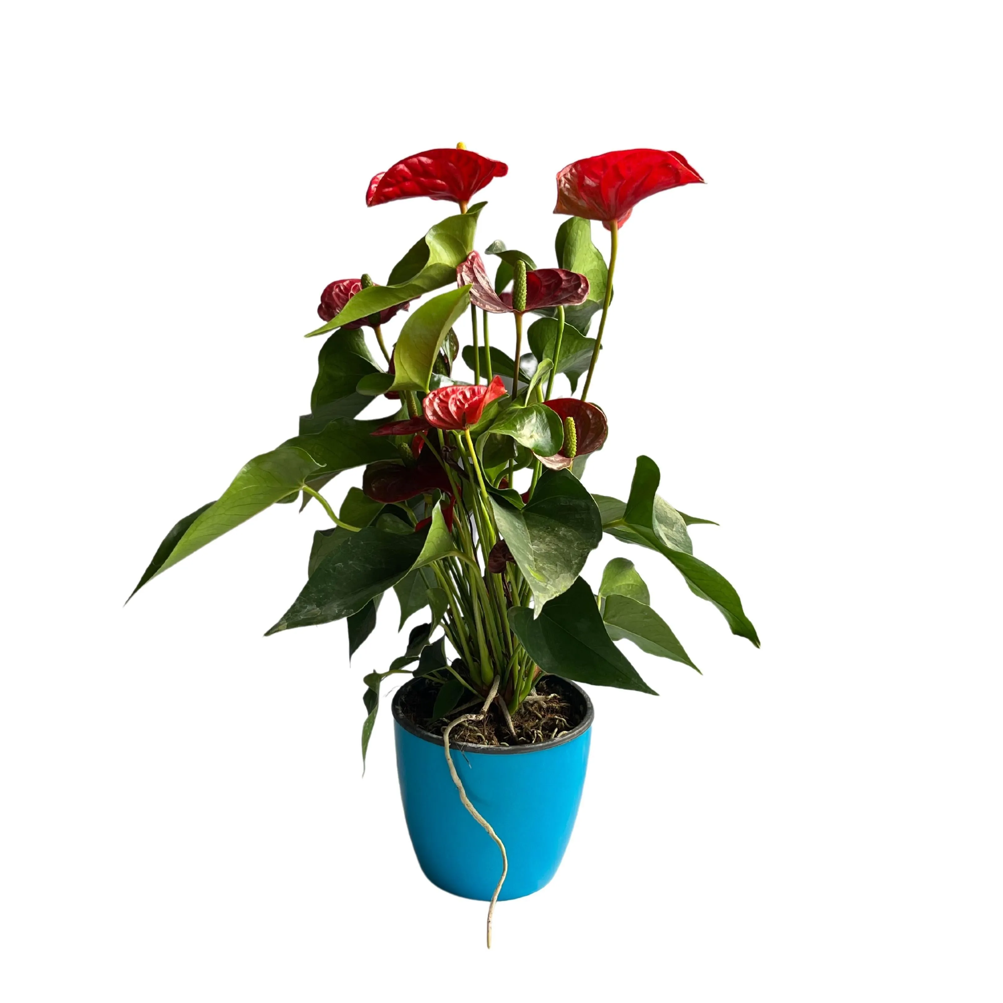 Beautiful and Vibrant Anthurium Andreanum Pot Plant Cultivars for Sale