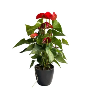Beautiful and Vibrant Anthurium Andreanum Pot Plant Cultivars for Sale