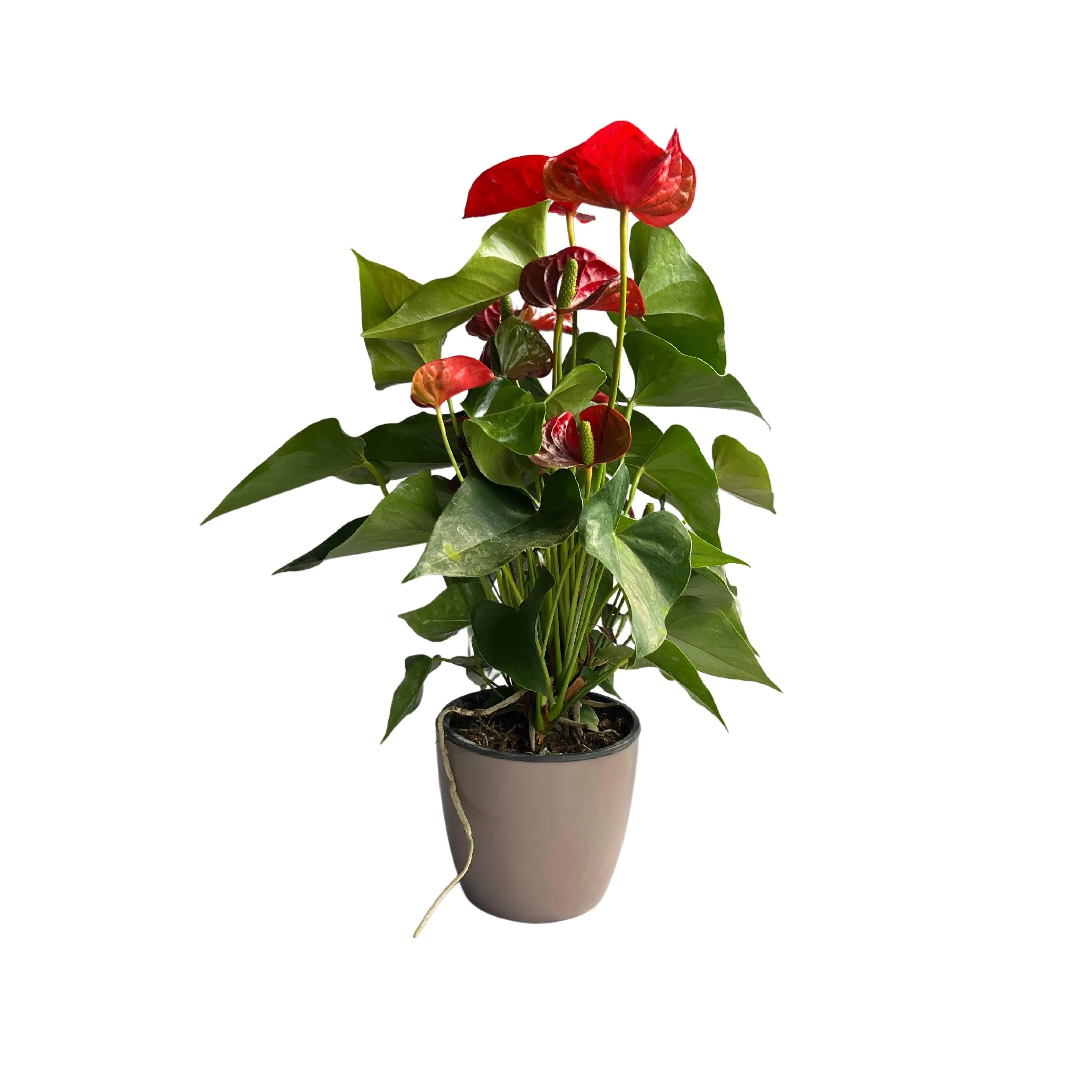 Beautiful and Vibrant Anthurium Andreanum Pot Plant Cultivars for Sale