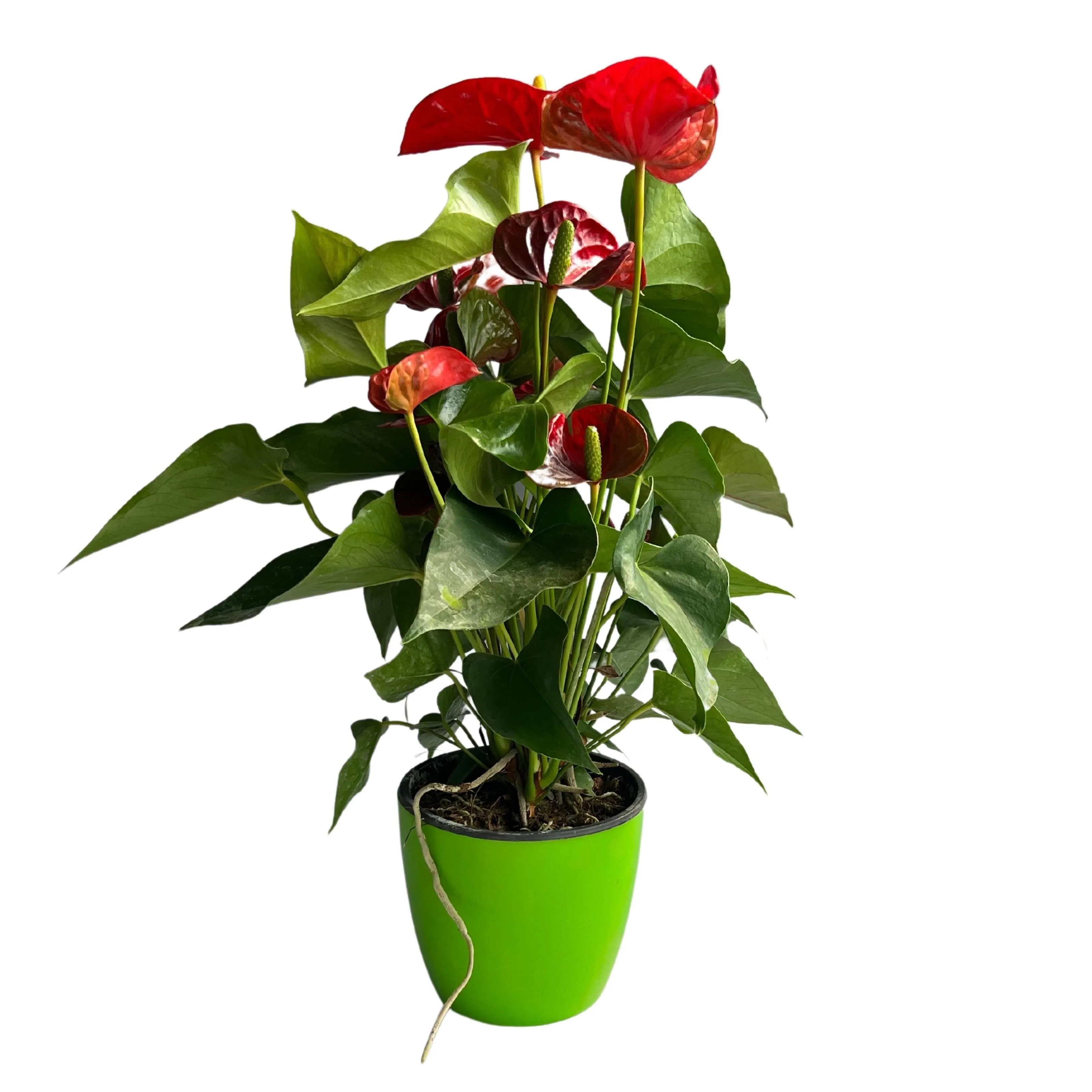 Beautiful and Vibrant Anthurium Andreanum Pot Plant Cultivars for Sale