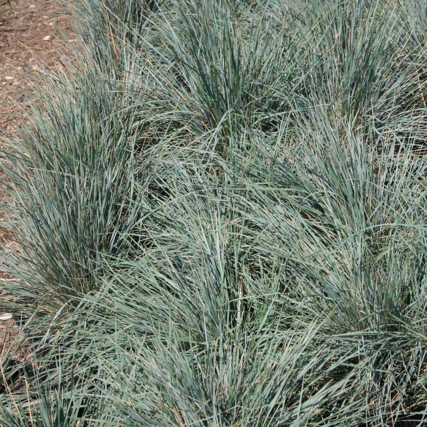 Blue Oat Grass