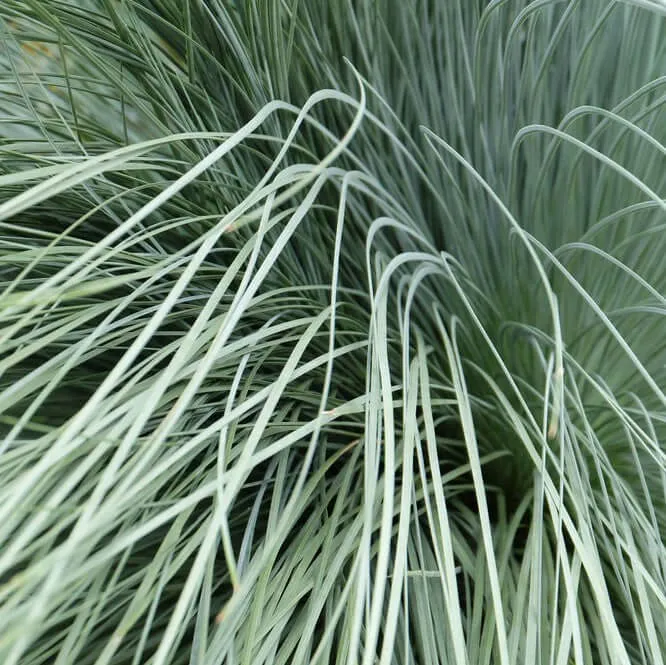 Blue Oat Grass