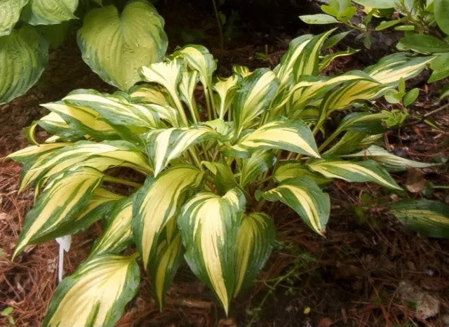 Cherry Berry Hosta