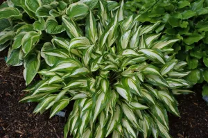 Cherry Berry Hosta