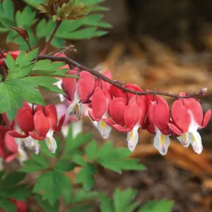 Dicentra spectabilis VALENTINE