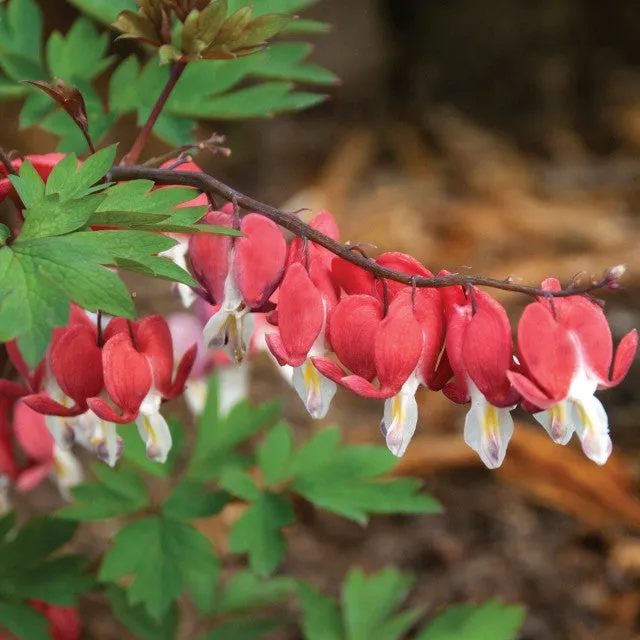 Dicentra spectabilis VALENTINE