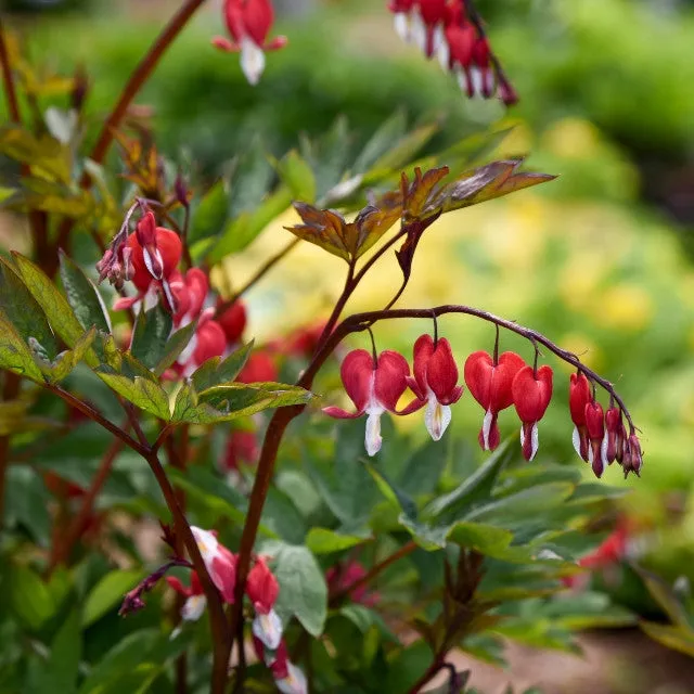 Dicentra spectabilis VALENTINE