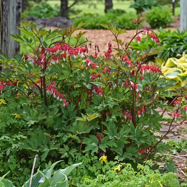 Dicentra spectabilis VALENTINE