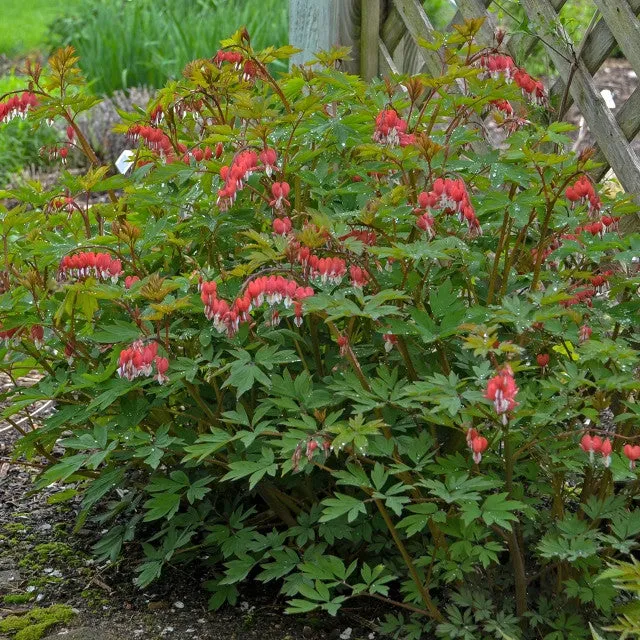 Dicentra spectabilis VALENTINE