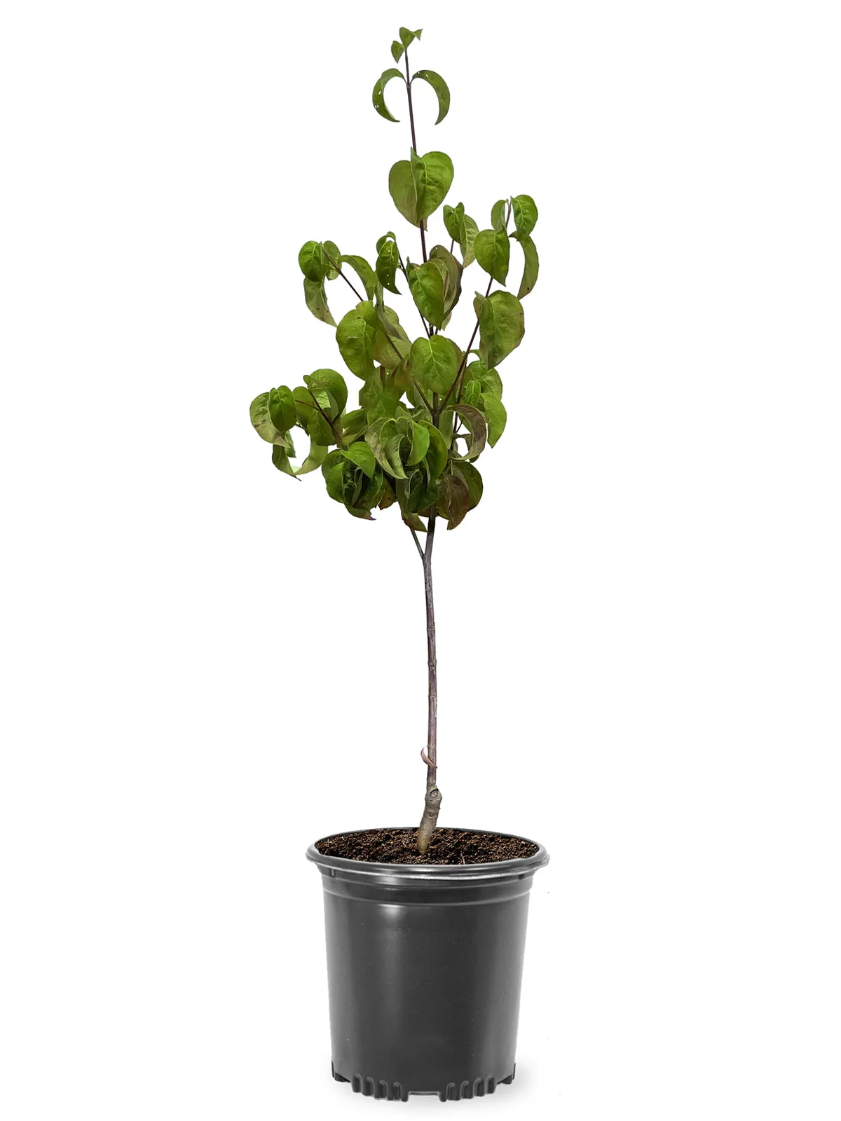 Dogwood- Cherokee Chief