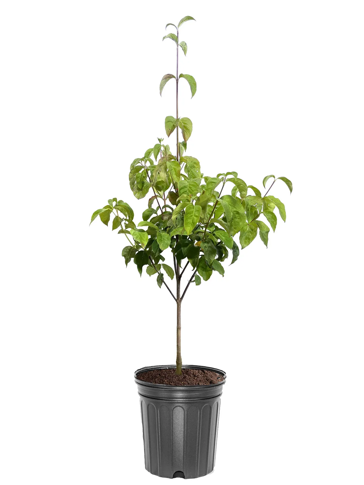 Dogwood- Cherokee Chief