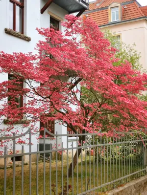 Dogwood- Cherokee Chief