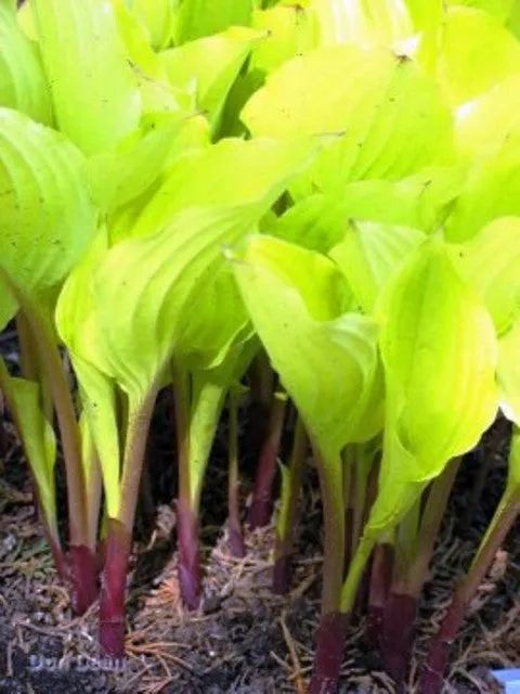 Fruit Punch Hosta