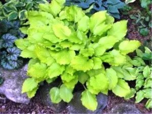 Fruit Punch Hosta