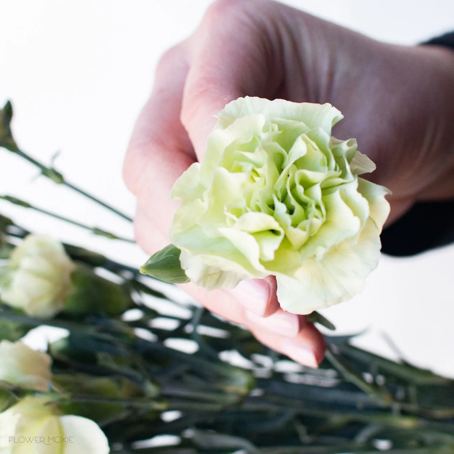 Green Mini Carnation Flower