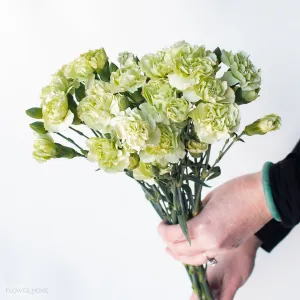 Green Mini Carnation Flower