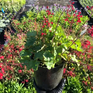 Heuchera 'Bressingham'