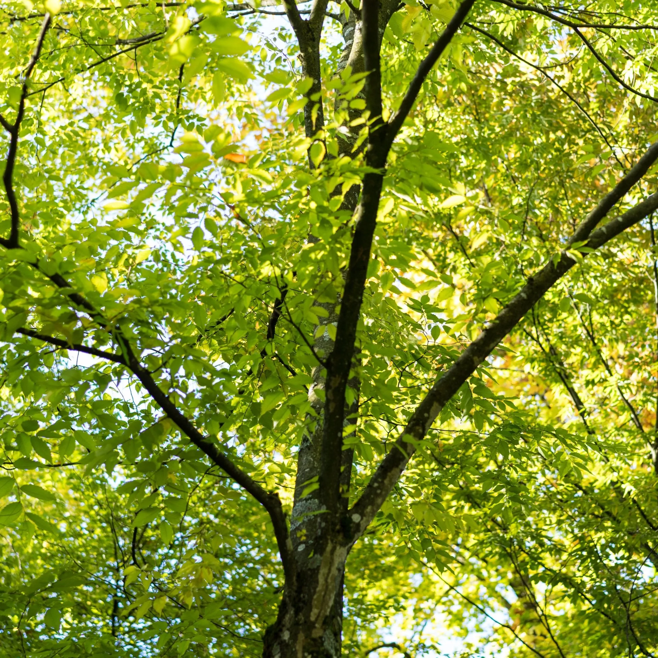 Japanese Zelkova