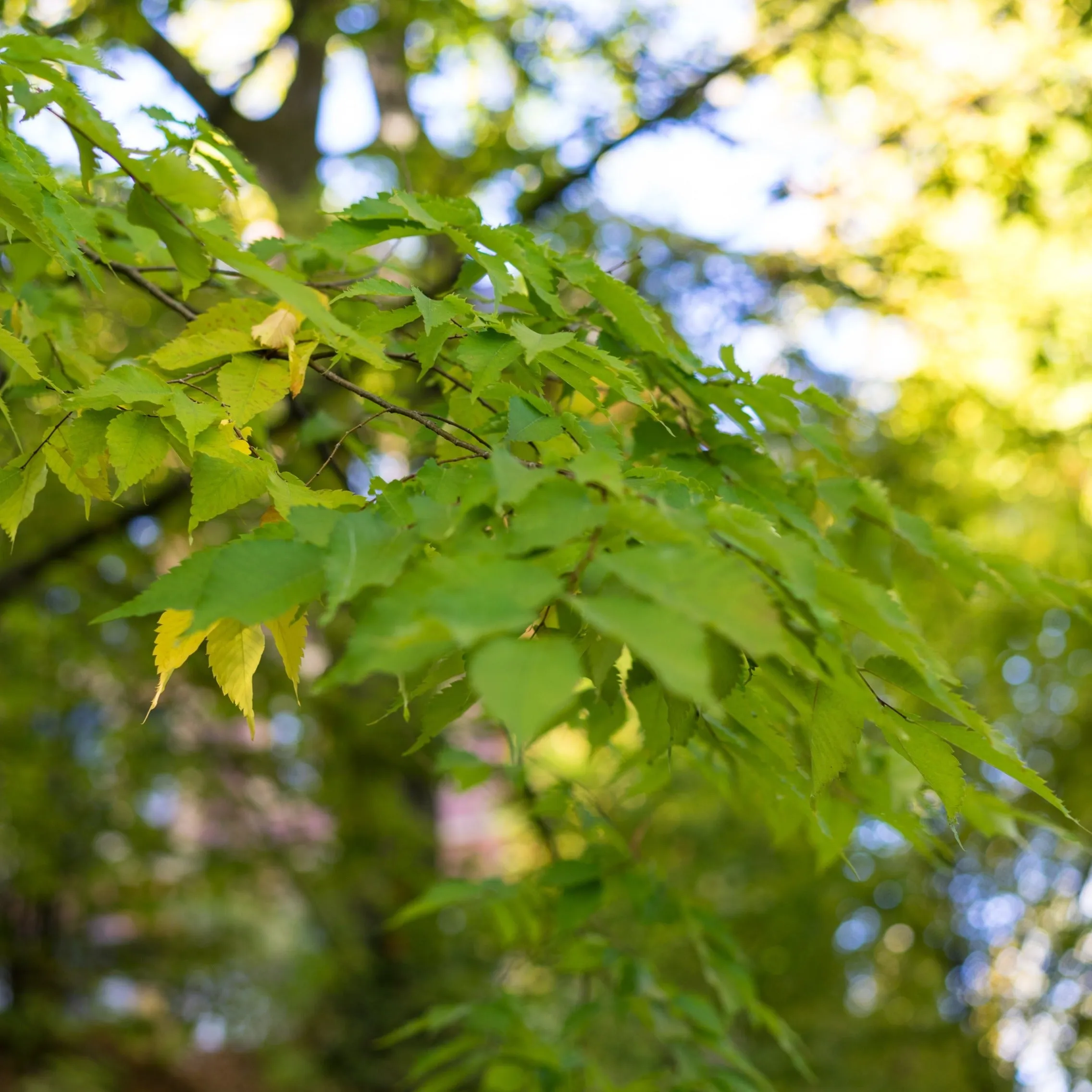Japanese Zelkova