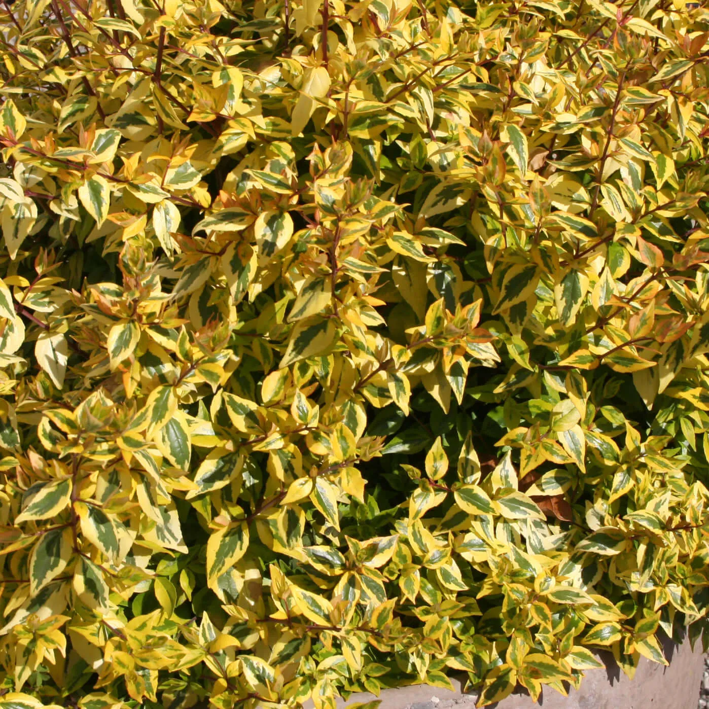 Kaleidoscope Variegated Abelia