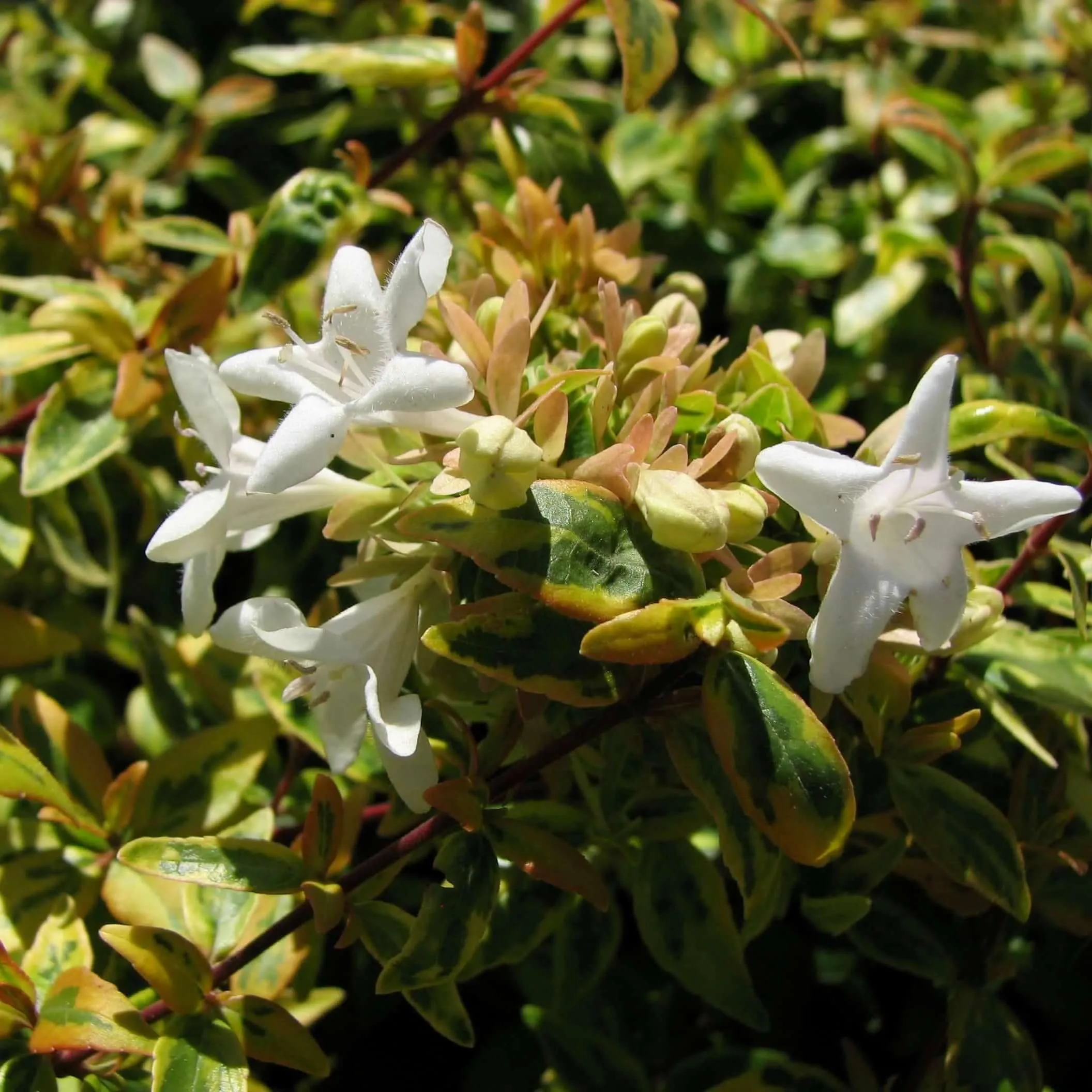Kaleidoscope Variegated Abelia