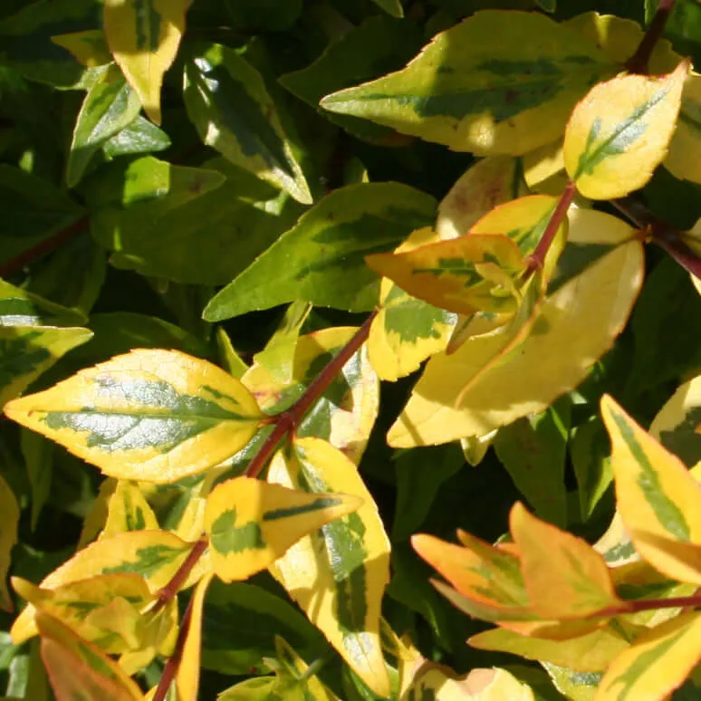 Kaleidoscope Variegated Abelia
