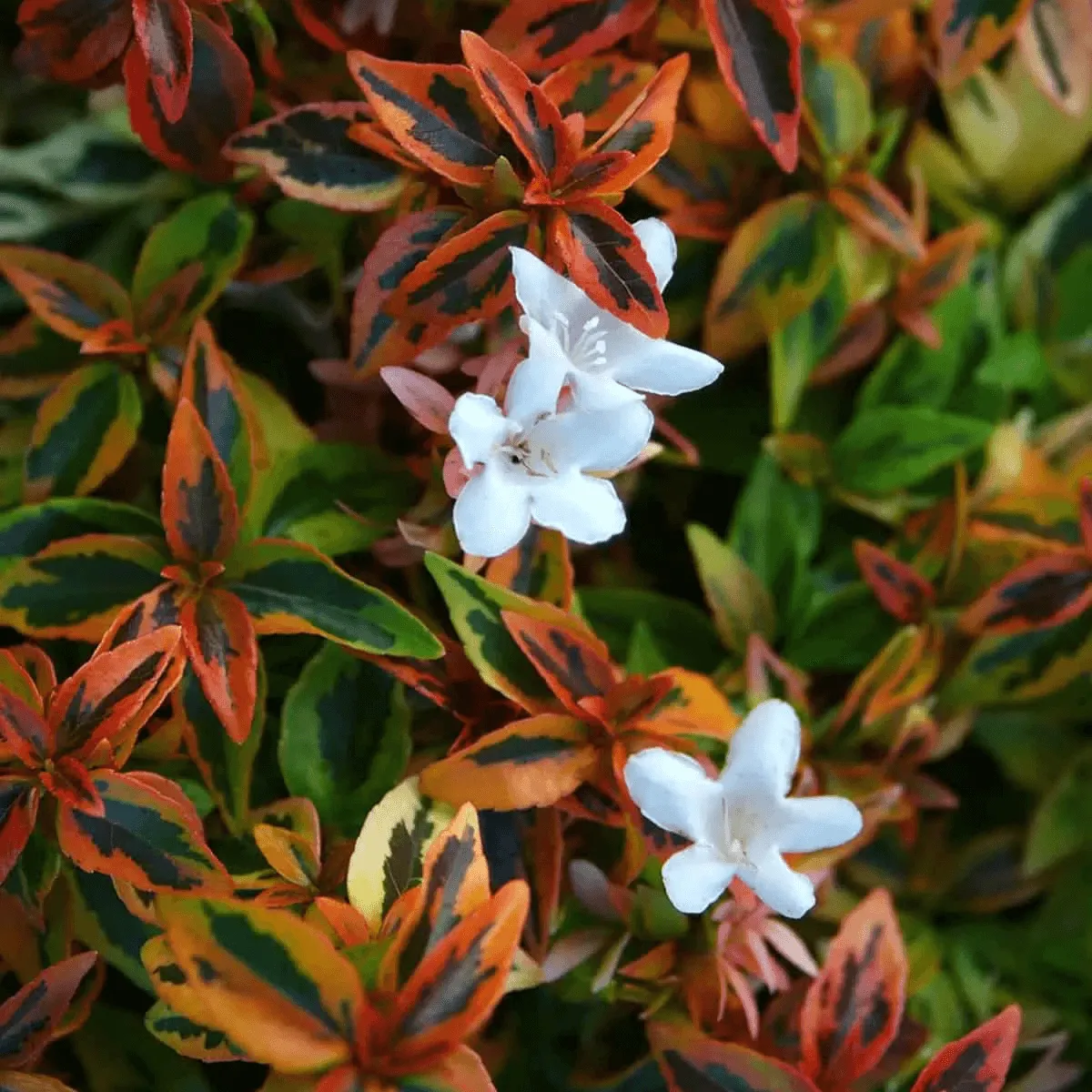 Kaleidoscope Variegated Abelia