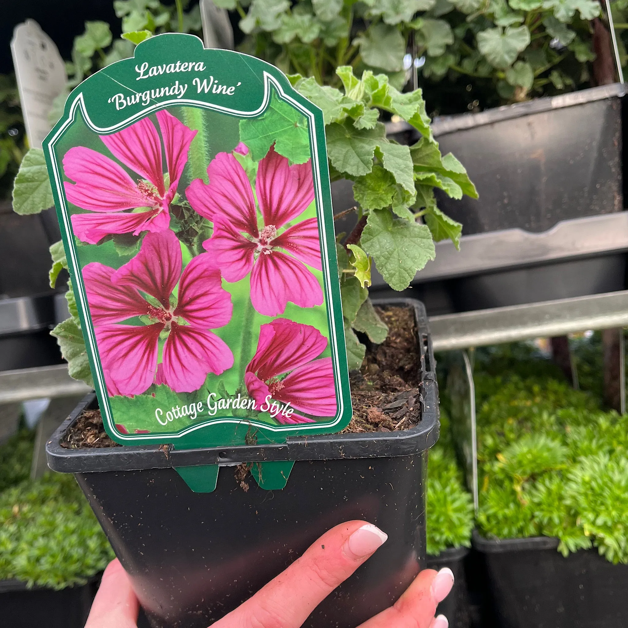 Lavatera 'Burgundy Wine' 2L