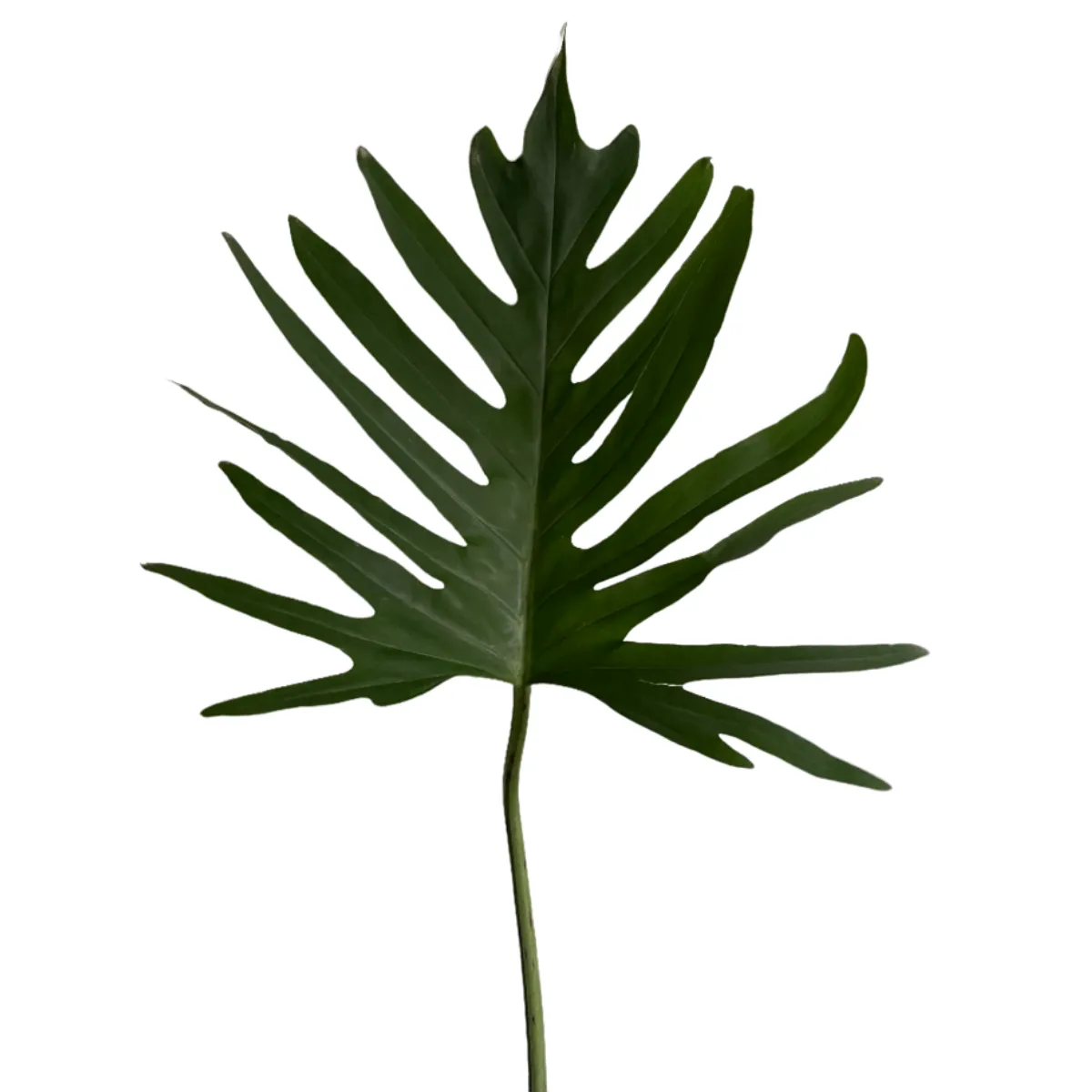 Philodendron Greenery