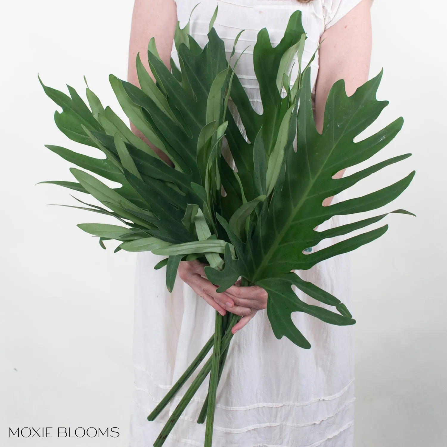 Philodendron Greenery