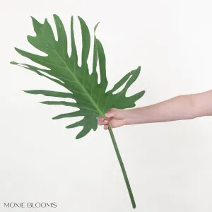 Philodendron Greenery