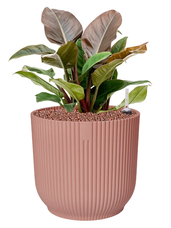 Philodendron 'Imperial Red' in Vibes Fold Office Plant With Pot 50cm Height 29cm Dia