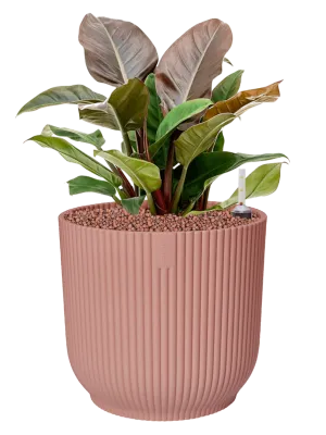 Philodendron 'Imperial Red' in Vibes Fold Office Plant With Pot 50cm Height 29cm Dia